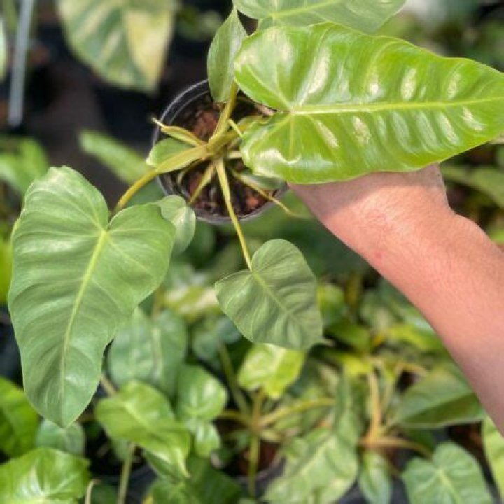 Unveiling The Secrets: Philodendron Pluto Propagation Simplified